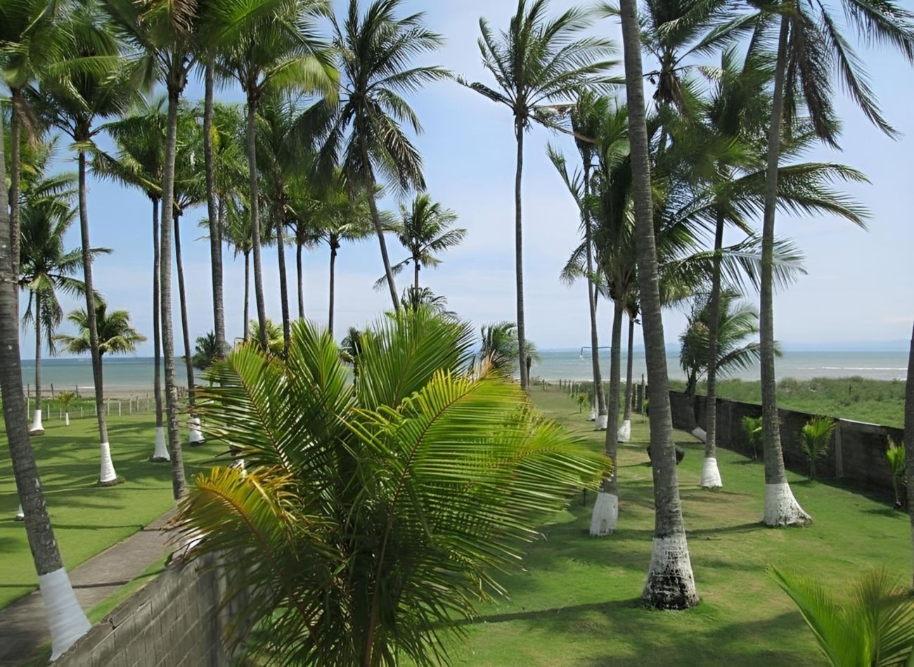 Grande pelouse sous les cocotiers, face à la mer